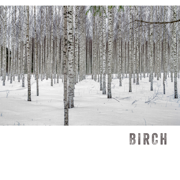 Birch