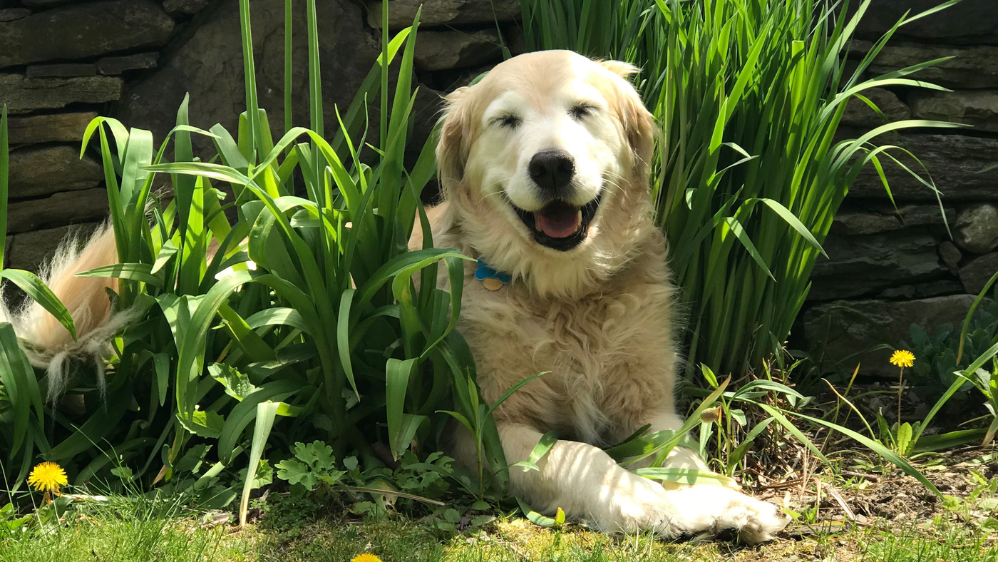 DBO HOME Dog Love Collection | Golden retriever puppy running on grass