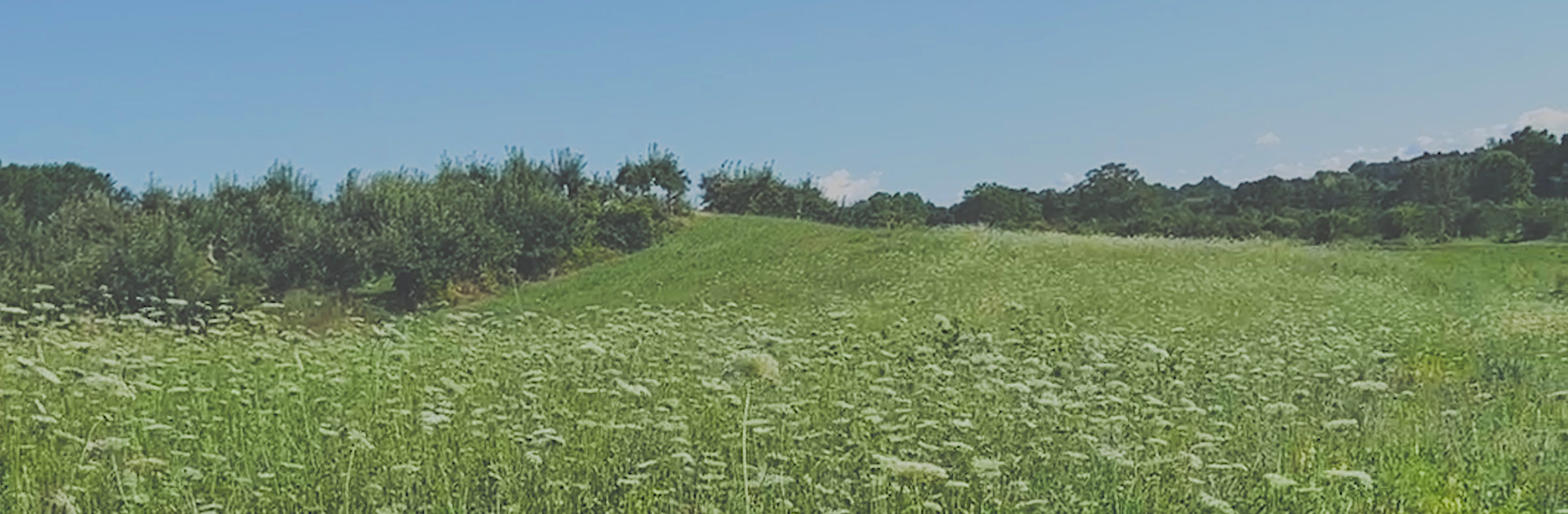 Queen Anne's Lace flowers in a green rolling Connecticut field with evergreen trees in the distance and a bright blue sky