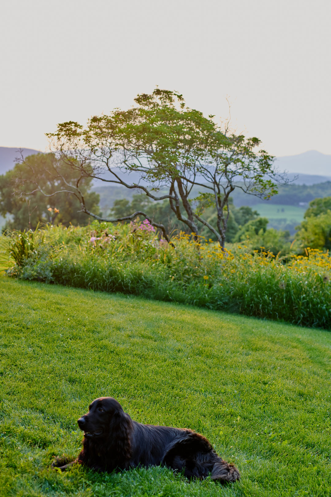 A long-haired black dog resting on a lawn in evening light, with a garden border, a branching tree and distant mountains behind.