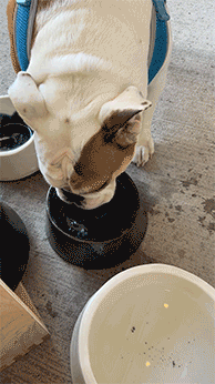 Brooklyn Large Porcelain Dog Bowl